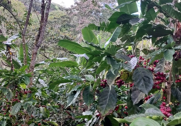 ESPANICA: Proyecto de Resistencia tras 28 años de Comercio Justo's header image