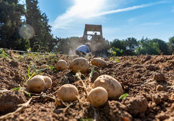 Protegim els camps de la kosturica dels atacs del senglar's header image