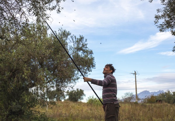 Ajuda Terra mullada a cultivar tòfones al Berguedà i a recuperar terres en desús's header image