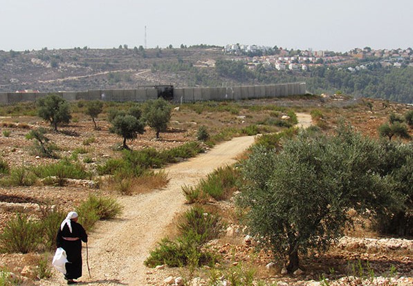 Campaña de recolecta de Olivas en Palestina's header image