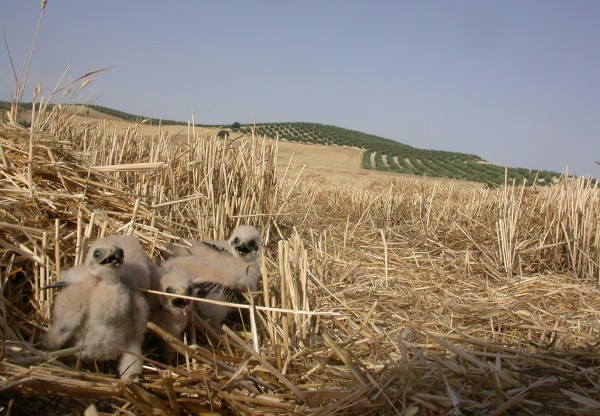 SALVAMENTO DE AGUILUCHO CENIZO EN JAÉN's header image