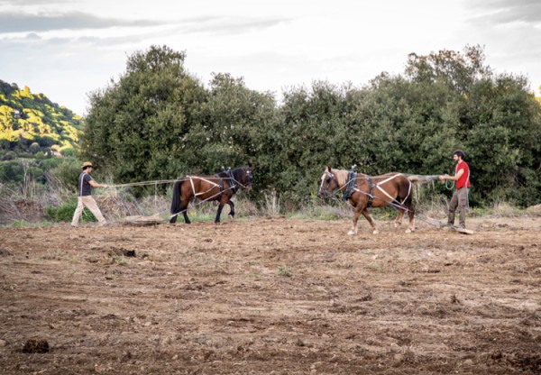 Recuperem espais agraris, amb tracció animal!'s header image