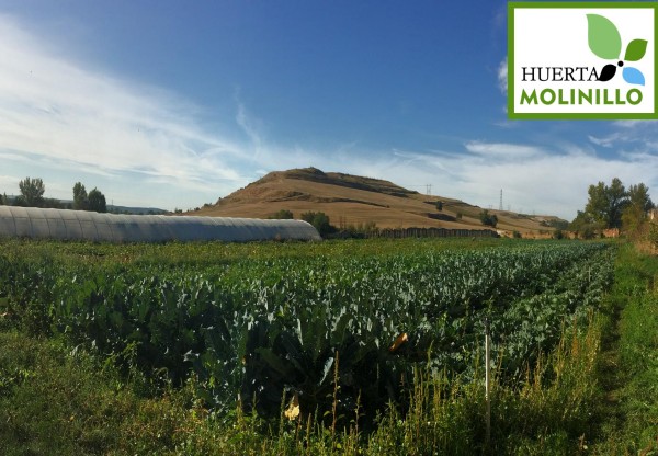 HUERTA EN RABÉ DE LAS CALZADAS (BURGOS)'s header image