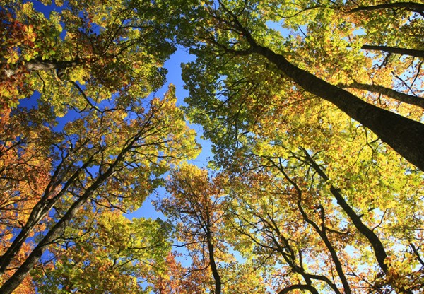 Nuestros bosques, nuestro futuro / Gure basoak, gure etorkizuna's header image