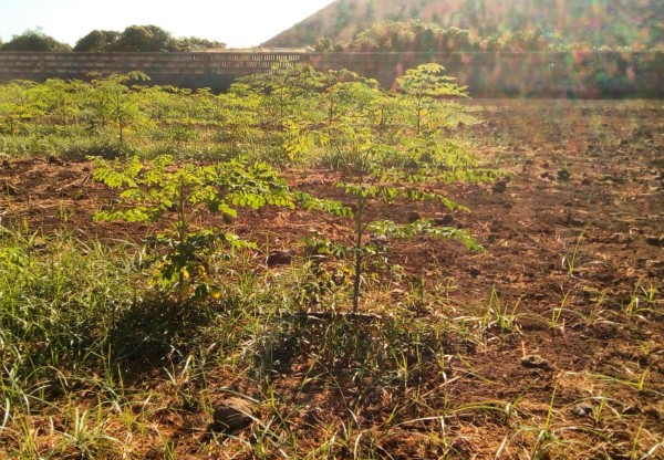 Moringa para el cambio global's header image