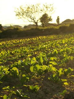 curso-formacion-agroecologica--sembrar-futuro-2-.j