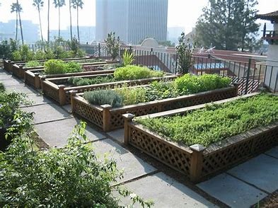 urban-farming1.jpg